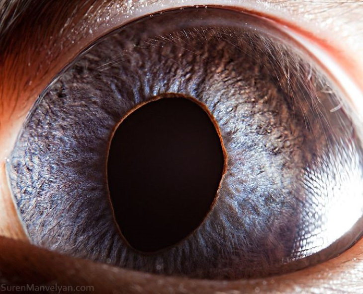 Your Beautiful Eyes' - Amazing Close-Up Photos Of Human Eyes By Suren  Manvelyan