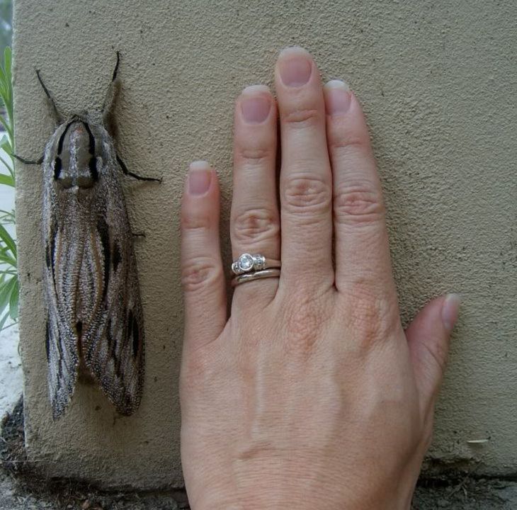 Weird Animals, giant moth