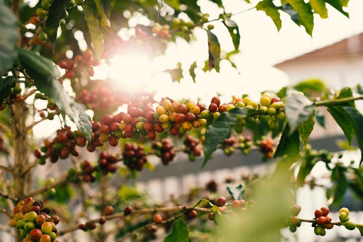 Coffee Facts Coffee growing on a tree