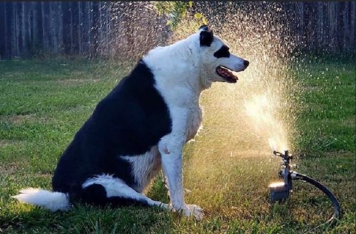 Old Dogs, sprinklers