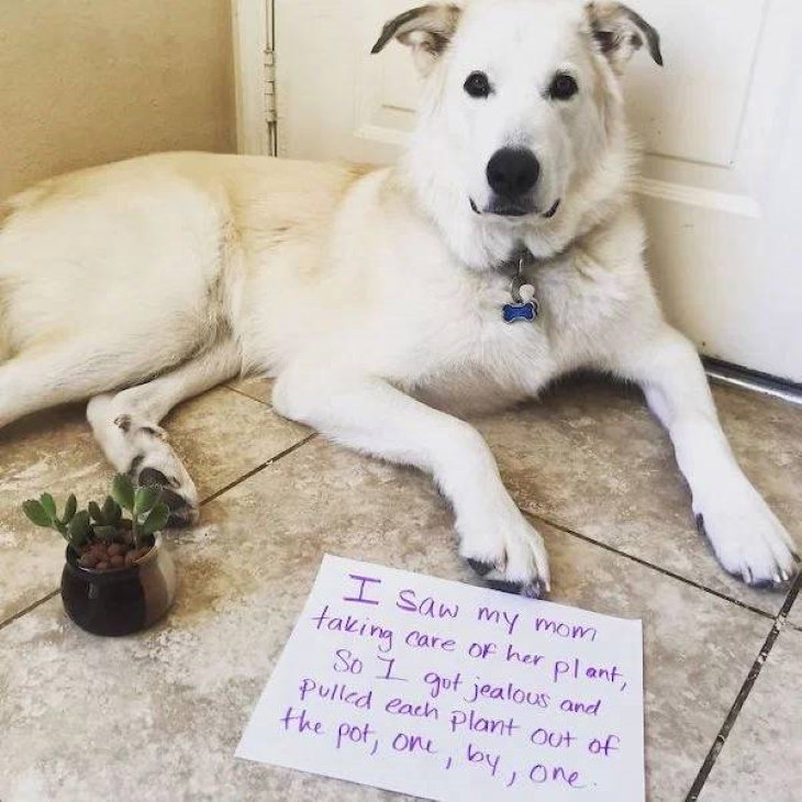 Naughty Pets dog who pulled out plant out of pot