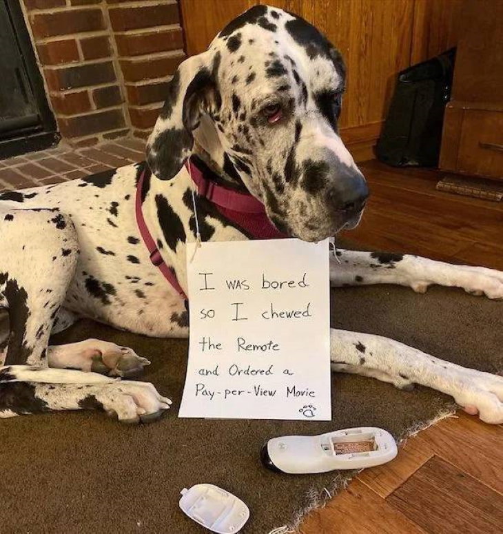 Naughty Pets dog who chewed on TV remote