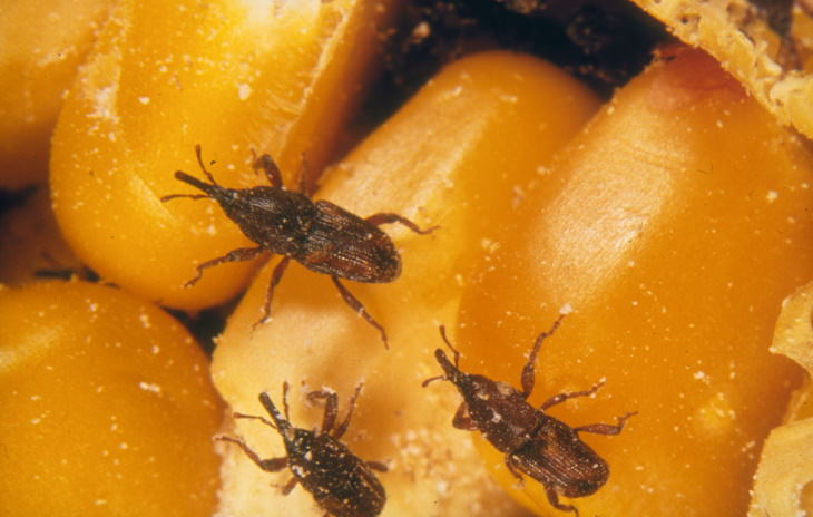 Common Pantry Pests and Ways to Get Rid of Them Grain weevils