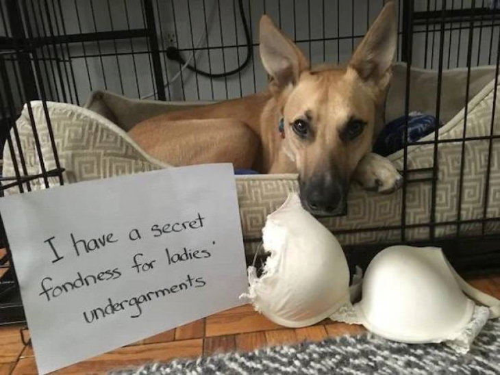 Naughty Pets dog who chewed up a bra