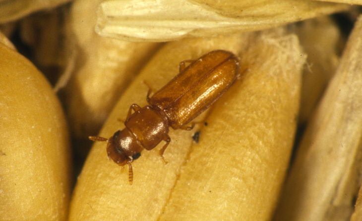 Common Pantry Pests and Ways to Get Rid of Them Flour Beetle 