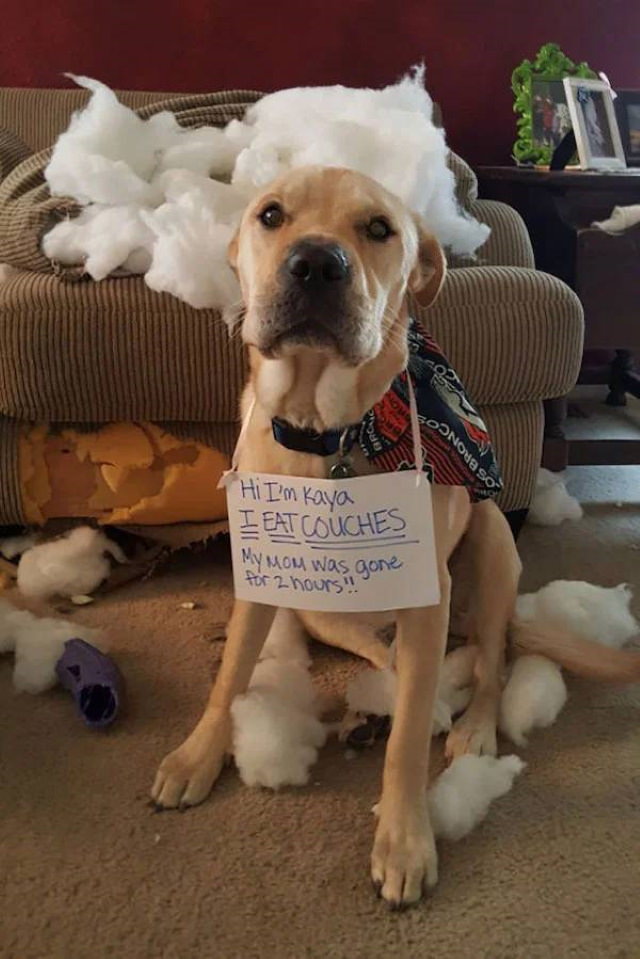 Naughty Pets dog that destroyed a couch
