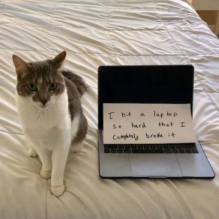 Naughty Pets cat who bit a laptop