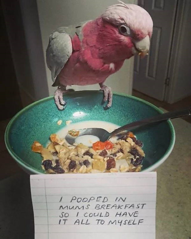 Naughty Pets parrot that pooped in cereal