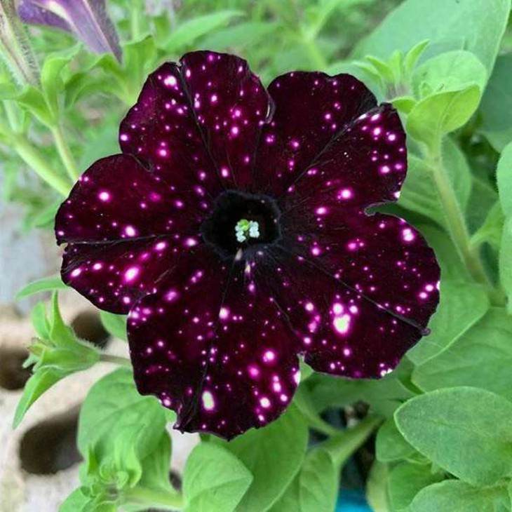 Incredible images night sky petunia