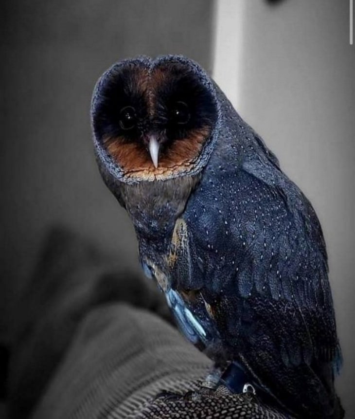 Incredible images  black barn owl