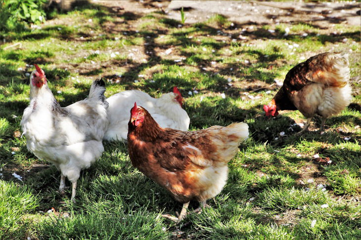 Tips for Preventing Ticks in the Yard chickens in a yard