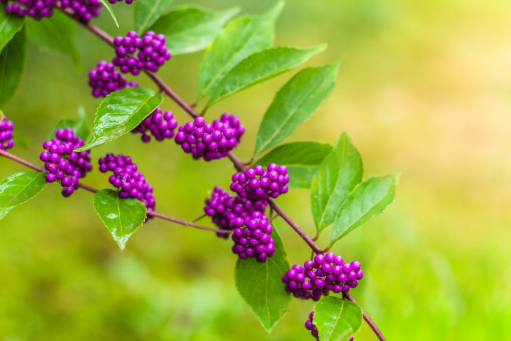 Tips for Preventing Ticks in the Yard beautyberry