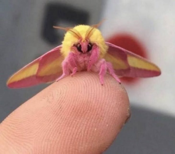  11. La polilla rosada del arce es una de las especies de polilla más impresionantes que existen. Imágenes increíbles Rosy maple moth