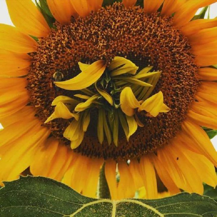 Unusual Plants & Veggies, Sunflower