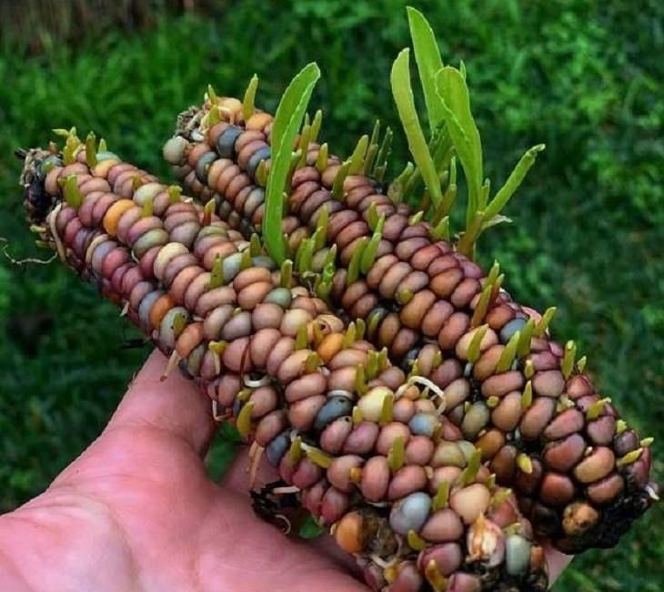 Unusual Plants & Veggies, corn kernels