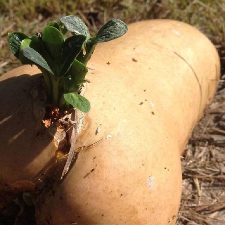 Unusual Plants & Veggies, butternut squash