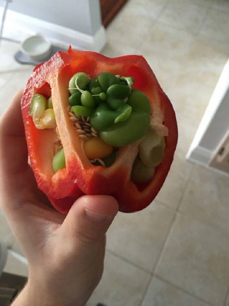 Unusual Plants & Veggies, bell pepper 