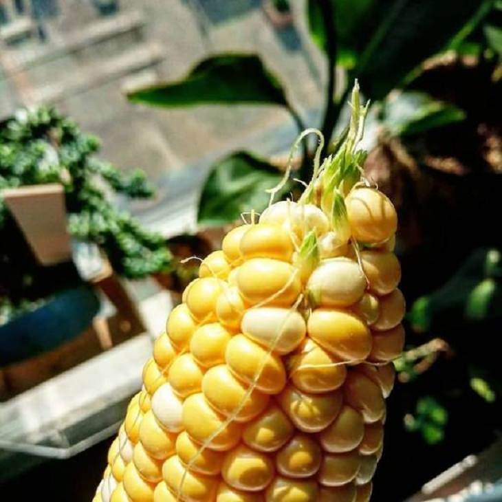 Unusual Plants & Veggies, corn