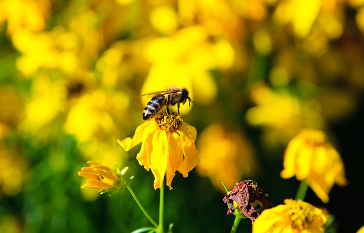  Honeybee Venom, bee on flower