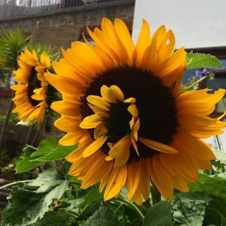 Unusual Plants & Veggies, Sunflower