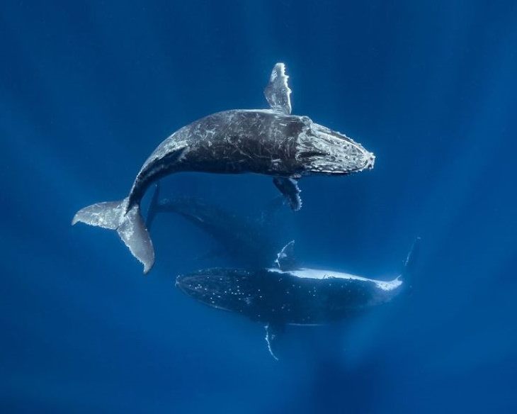Vencedores do concurso de fotografia subaquática de 2020 Through Your Lens Sean Steiniger