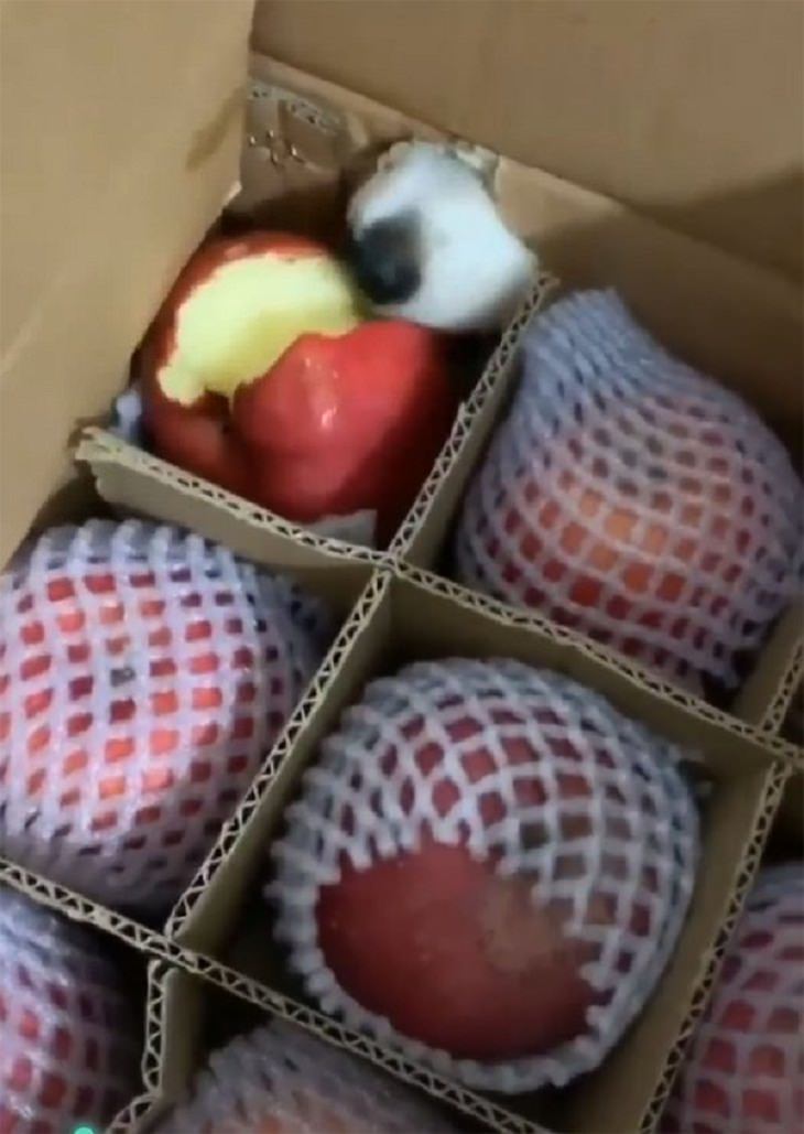 Animal Thieves, apples