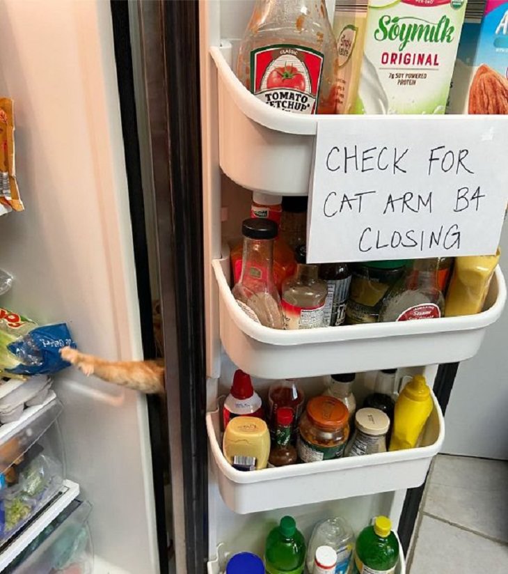 Animal Thieves, fridge