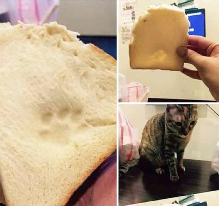 Animal Thieves, bread 