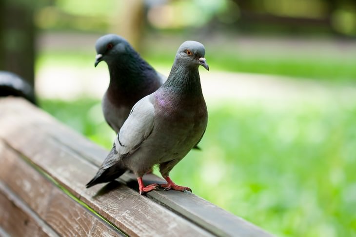 Study Finds Birds Might Be Self Conscious pigeons