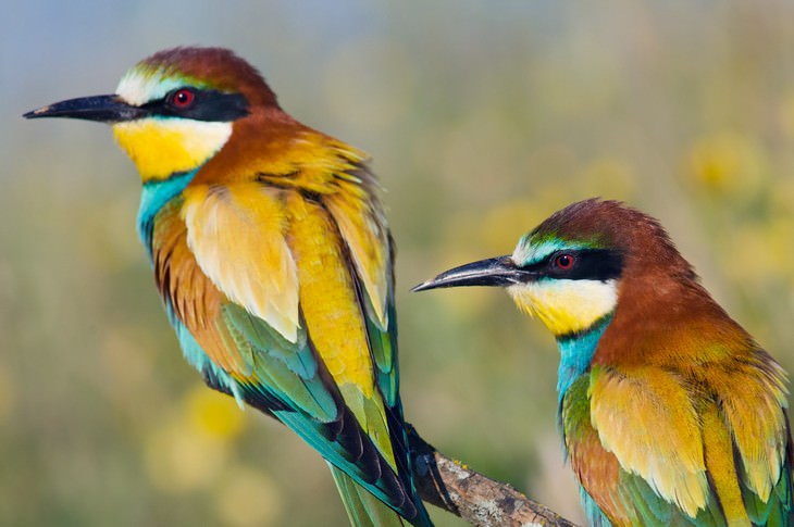 Study Finds Birds Might Be Self Conscious