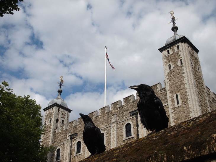 Facts About the Tower of London two ravens in the Tower of London