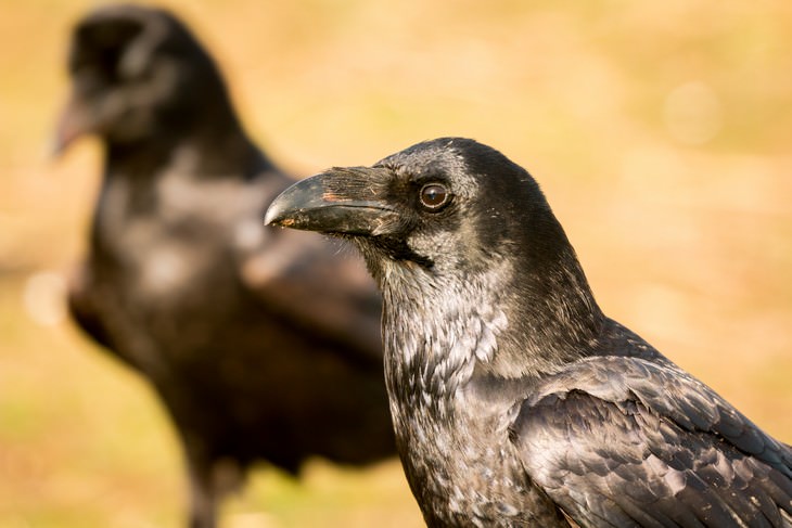 Study Finds Birds Might Be Self Conscious crows