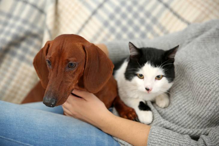 Online pet scams surge during pandemic, owner with cat and dog