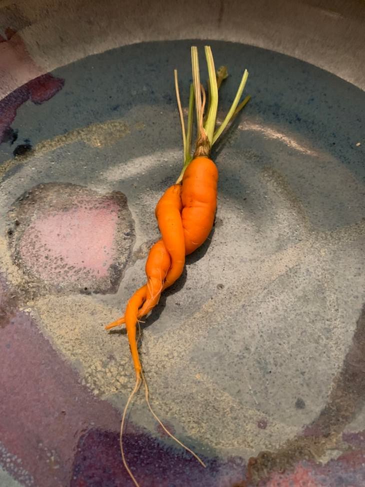 Gardening and harvest fails, intertwined carrots