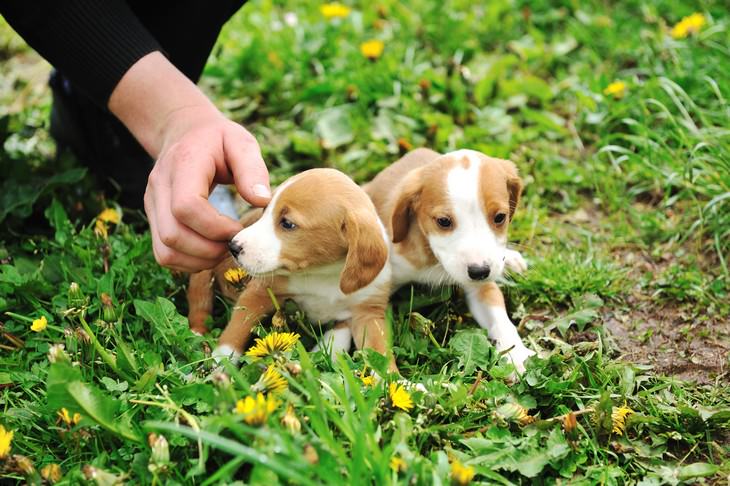 Online pet scams surge during pandemic, puppies