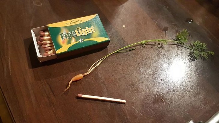 Gardening and harvest fails, tiny carrot