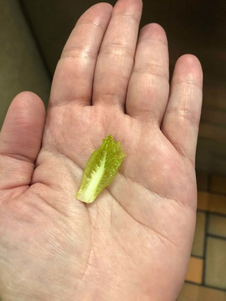 Gardening and harvest fails, lettuce