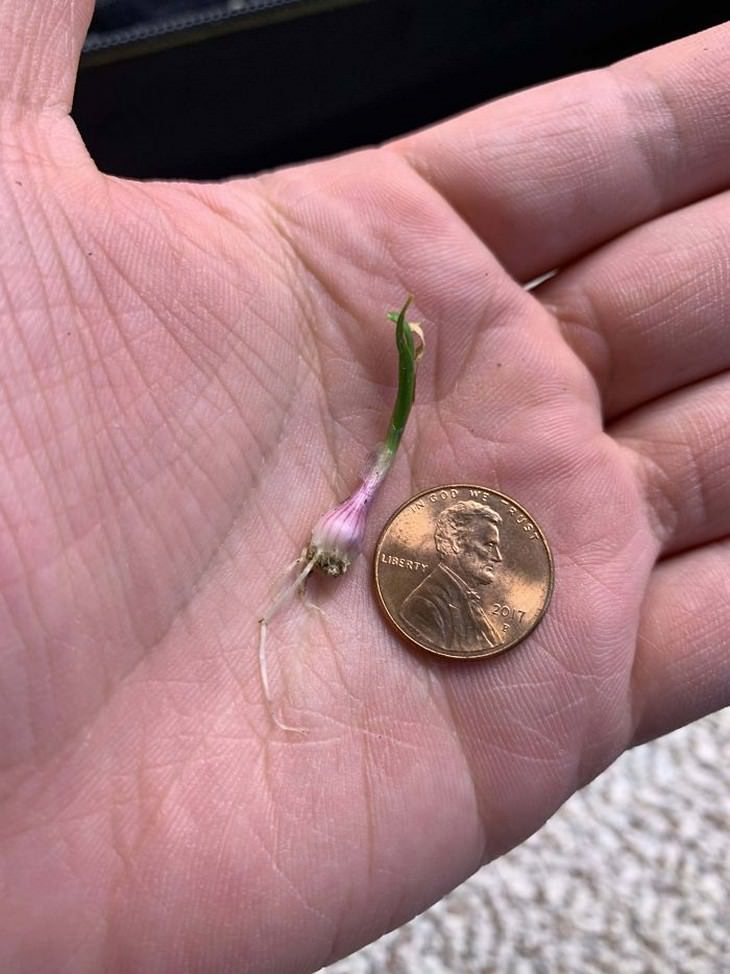 Gardening and harvest fails, tiny garlic