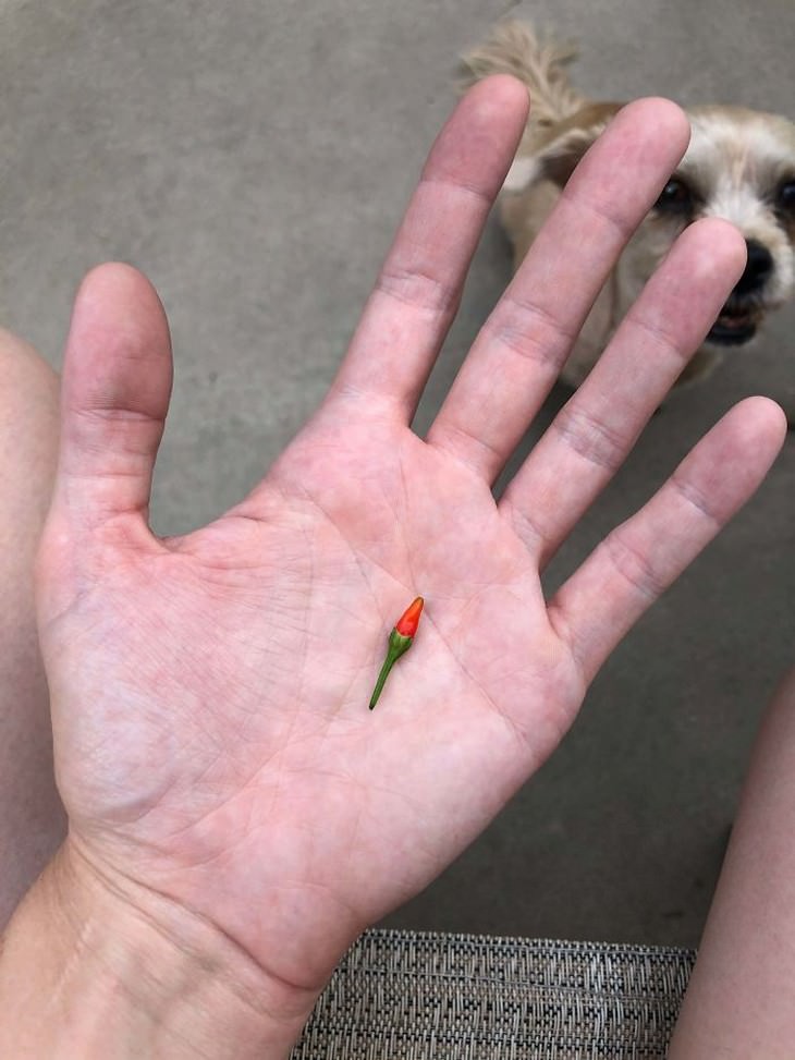 Gardening and harvest fails, tiny chili