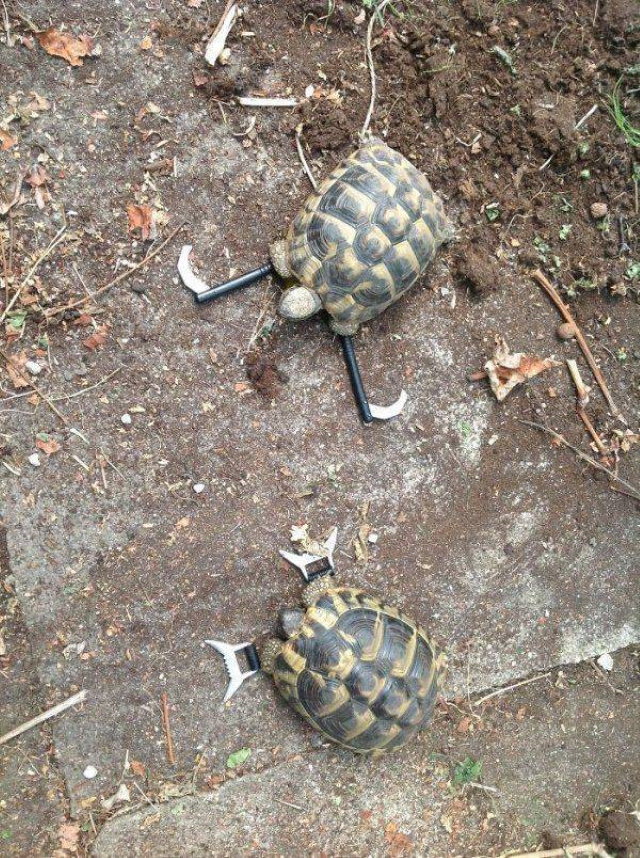 funny animal pictures tortoises