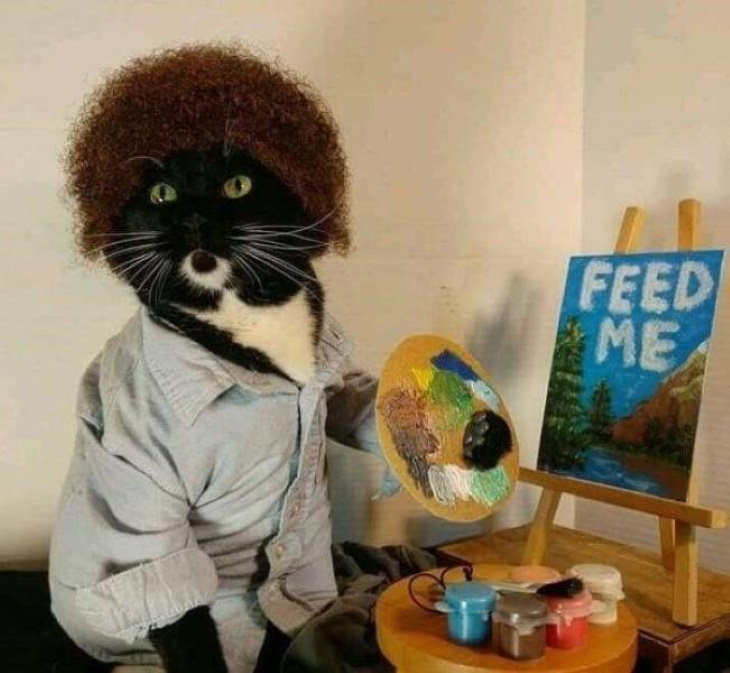 funny animal pictures cat ross