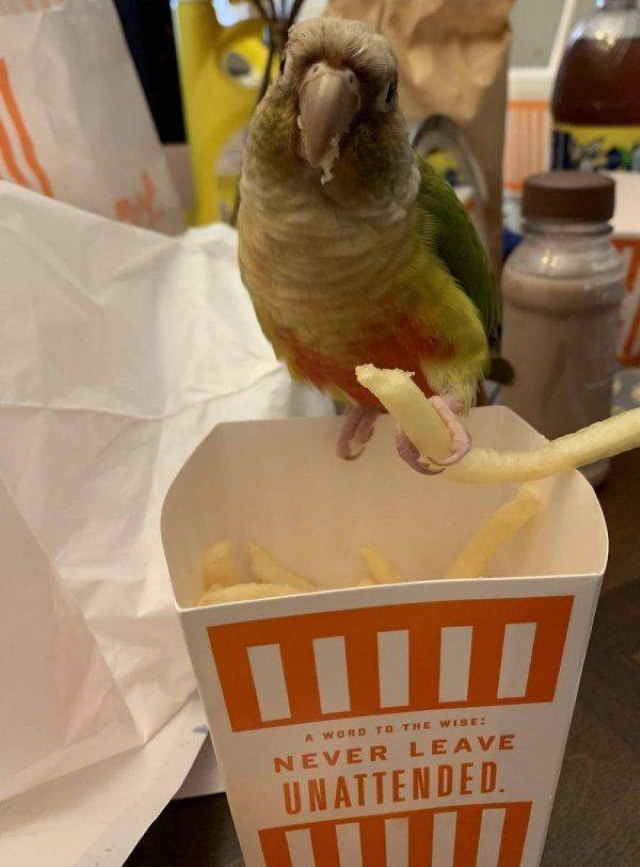funny animal pictures parrot french fries
