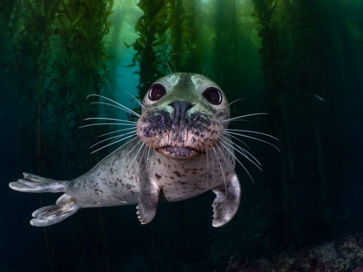 15 Asombrosas Imágenes Del Concurso De Fotografía Submarina "Agua fría" (1er lugar) por Joanna Smart
