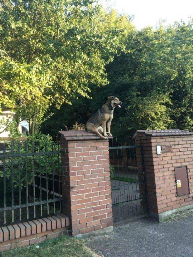 funny animal pictures dog on fence