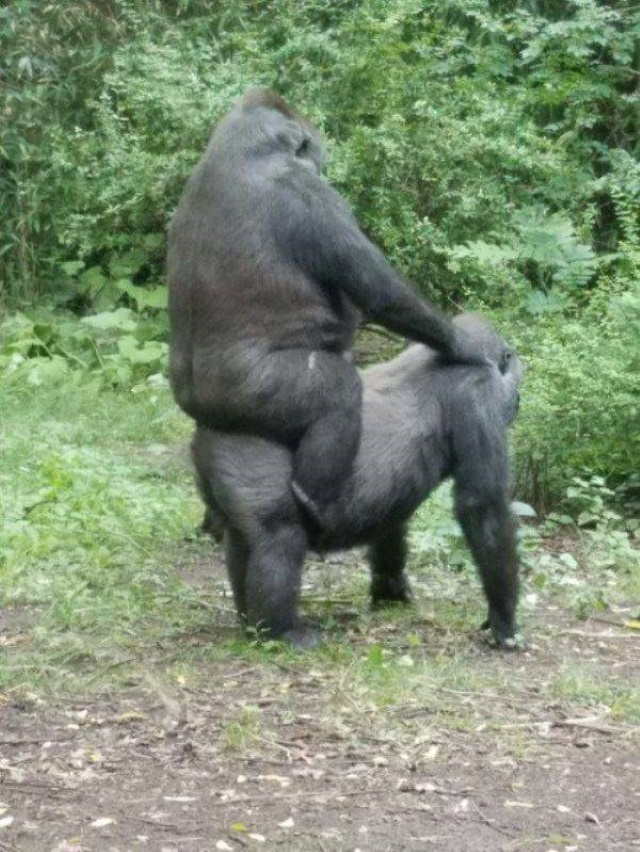funny animal pictures gorillas