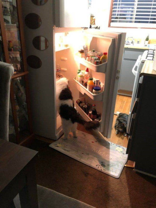 funny animal pictures cats fridge