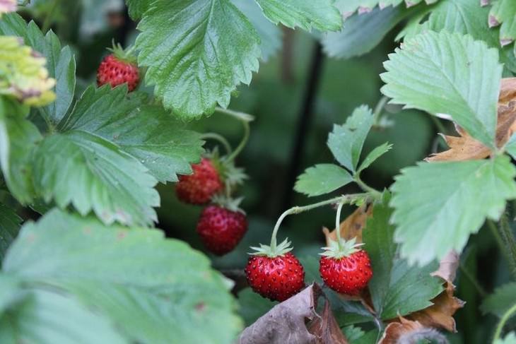 The Important Health Benefits of Strawberry Leaves