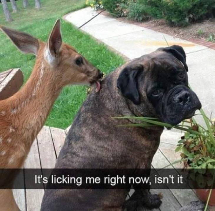 funny animal pictures deer dog