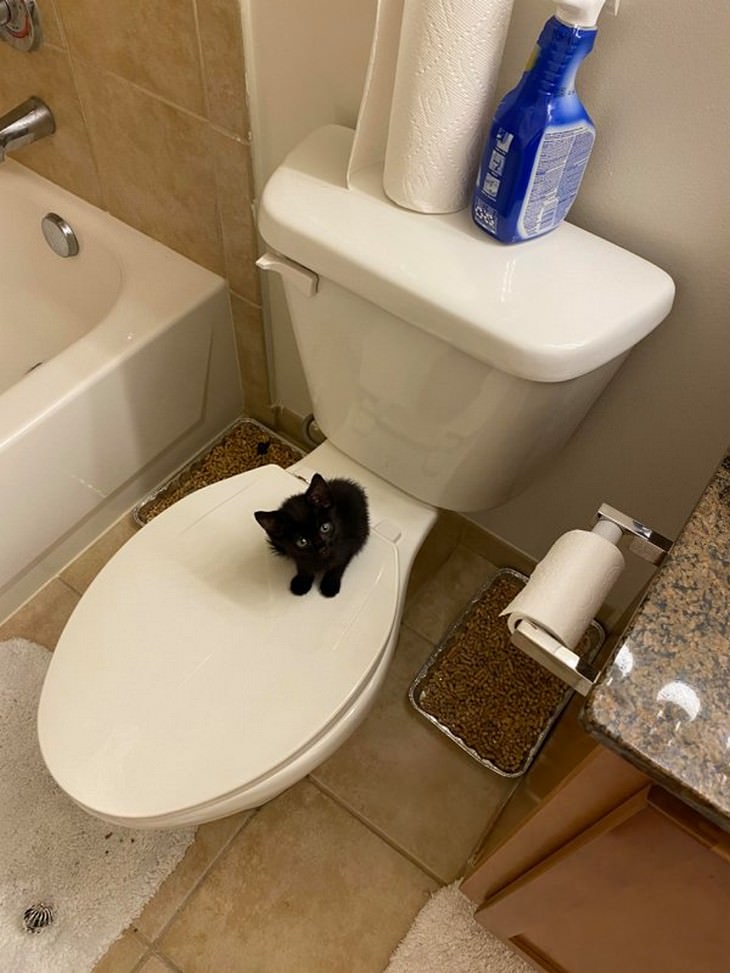 The Tiniest and Sweetest Cats In Existence toilet