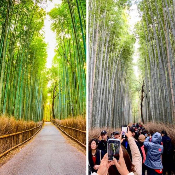 Expectation vs Reality Travel Destinations Sagano Bamboo Forest, Kyoto, Japan